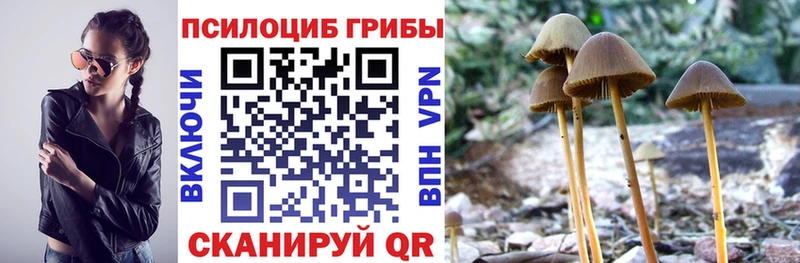 где продают наркотики  Крымск  Галлюциногенные грибы Psilocybe 